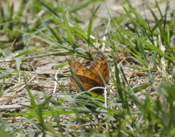 Photo of Anaea andria