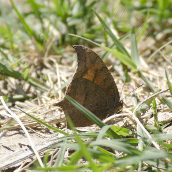 Lepidoptera