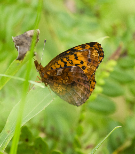 Eumetazoa