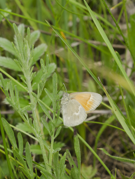 Papilionoidea