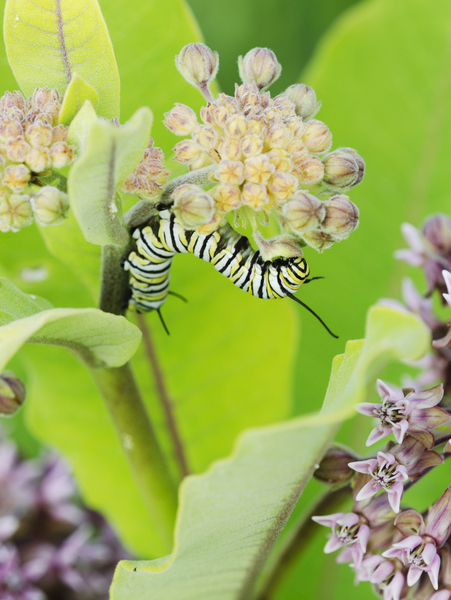 Papilionoidea