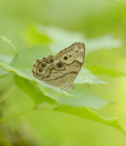 Papilionoidea