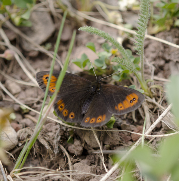 Lepidoptera