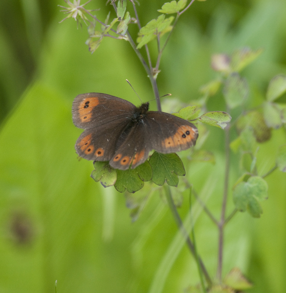 Lepidoptera