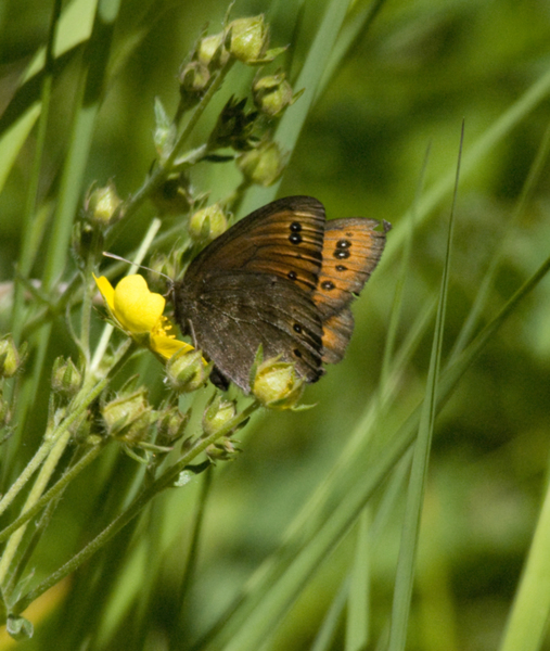 Eumetazoa