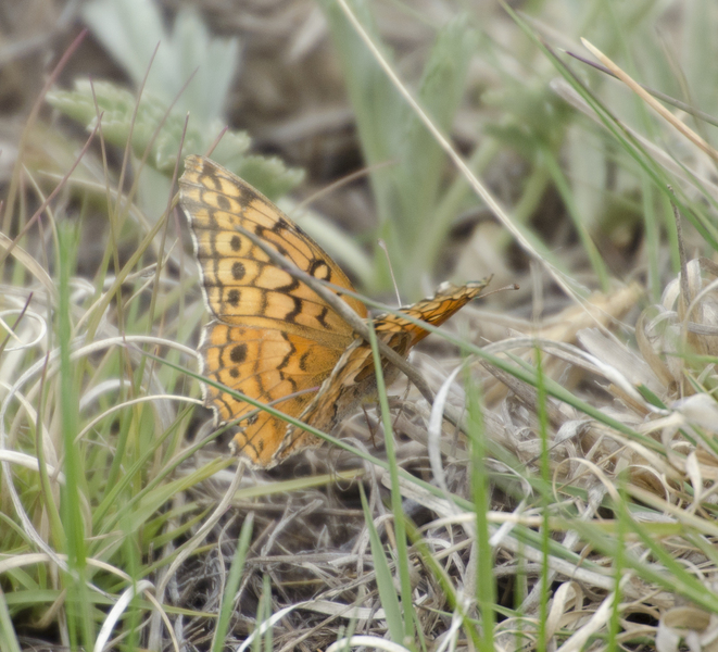 Papilionoidea