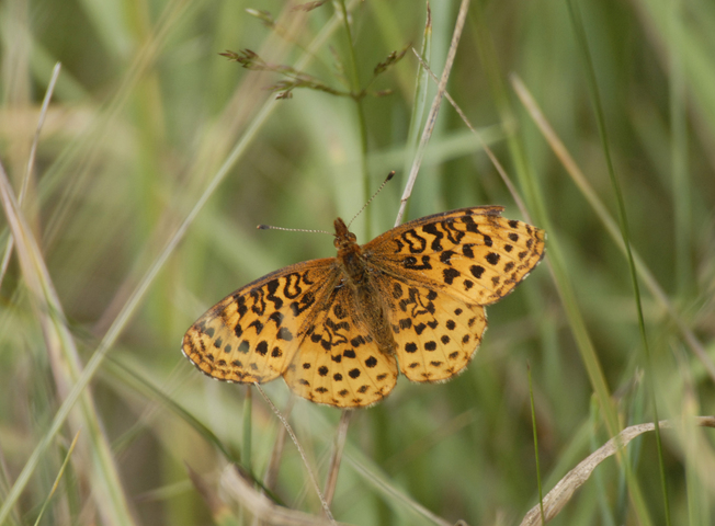 Photo of Boloria bellona