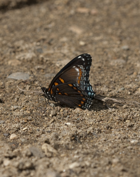 Nymphalidae