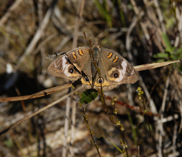 Junonia coenia