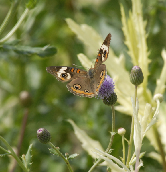 Junonia coenia