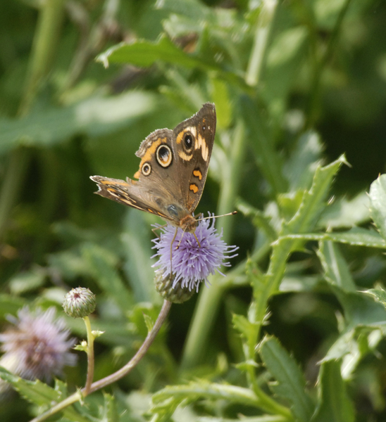 Papilionoidea