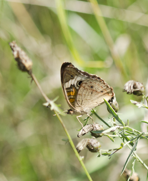 Papilionoidea