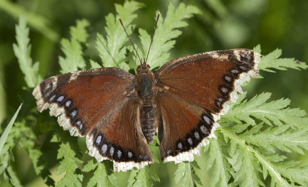 Nymphalis antiopa