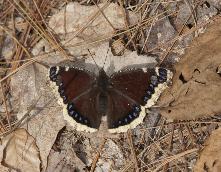 mourningcloak9974