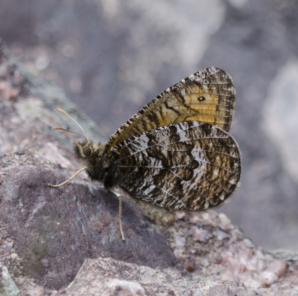 Papilionoidea