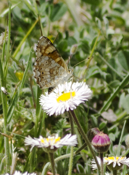 Phyciodes