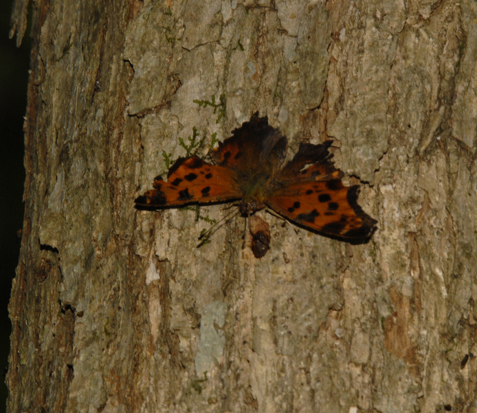 Lepidoptera