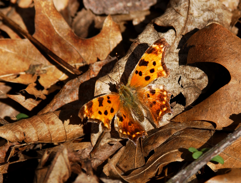 Polygonia comma