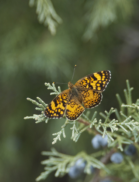 Phyciodes