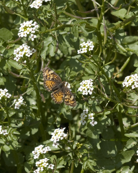 Phyciodes