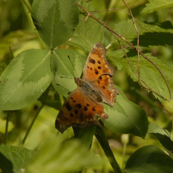 Papilionoidea