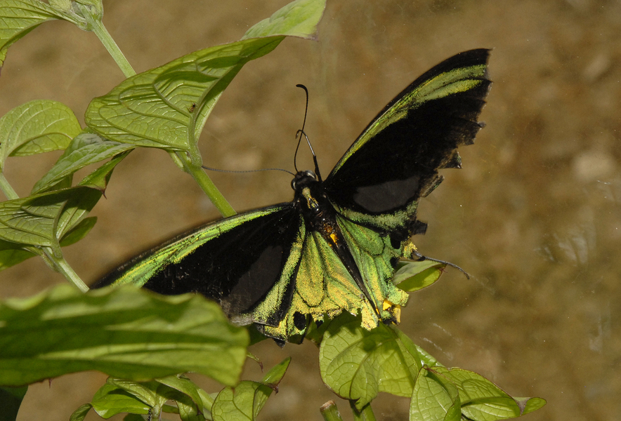 Papilionoidea