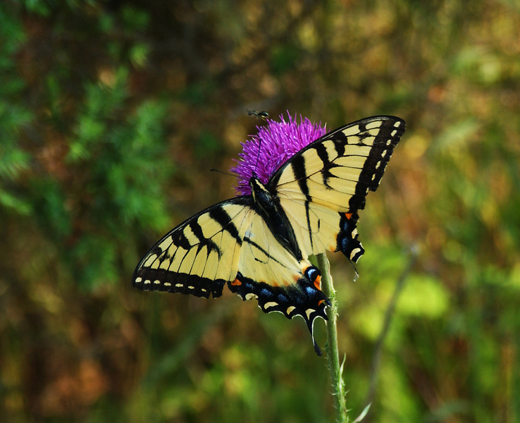 Papilio glaucus