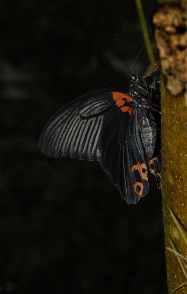 Lepidoptera