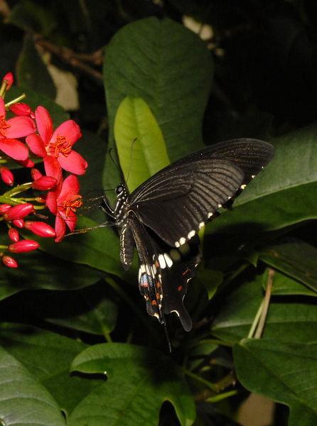 Papilio polytes