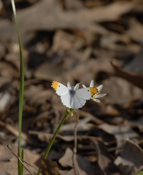 Lepidoptera