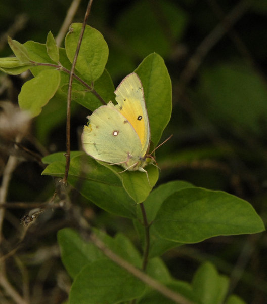 Papilionoidea