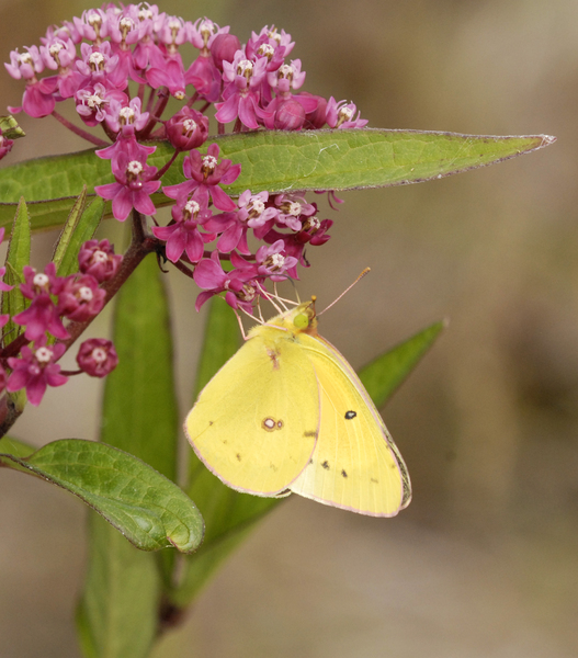 Papilionoidea