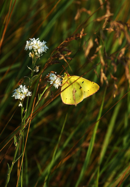 Arthropoda