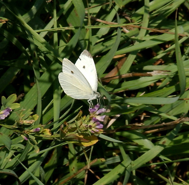 Lepidoptera