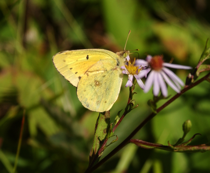 colias_philodice6022