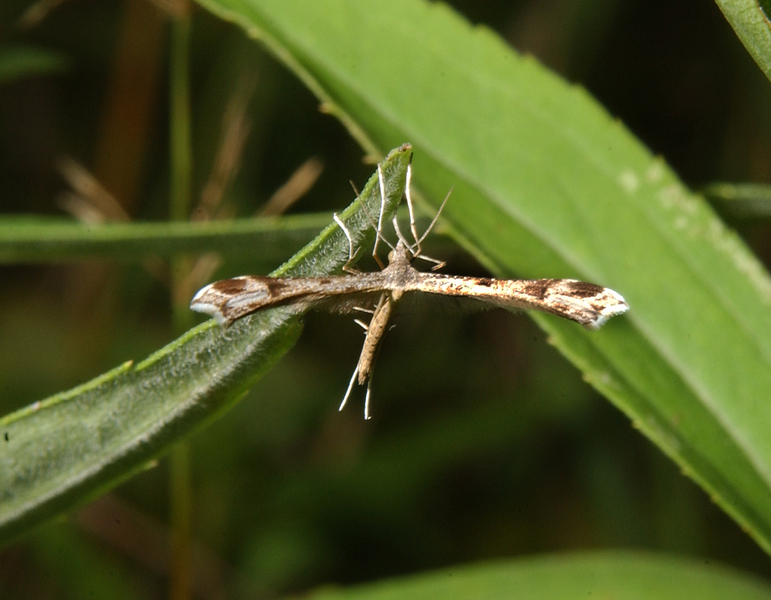 Lepidoptera