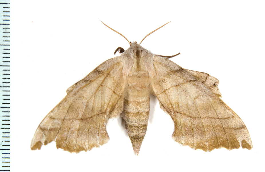 Bombycoidea