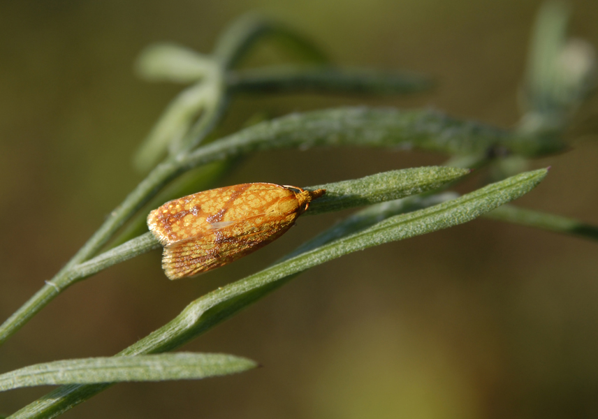 Lepidoptera