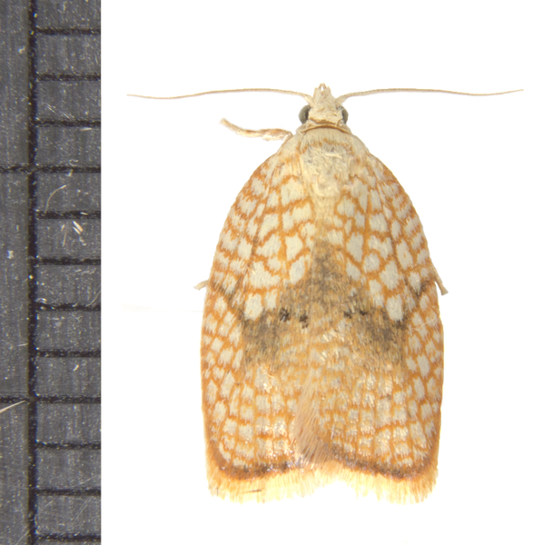 Acleris5294