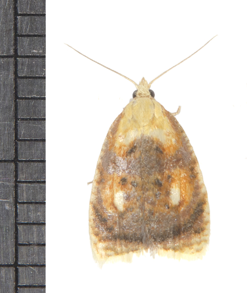 Acleris5738