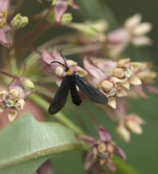 Eumetazoa