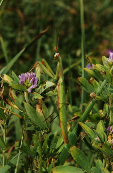 Mantidae