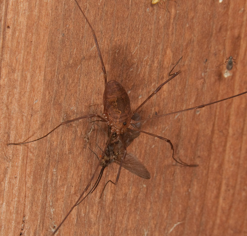 Photo of Opiliones