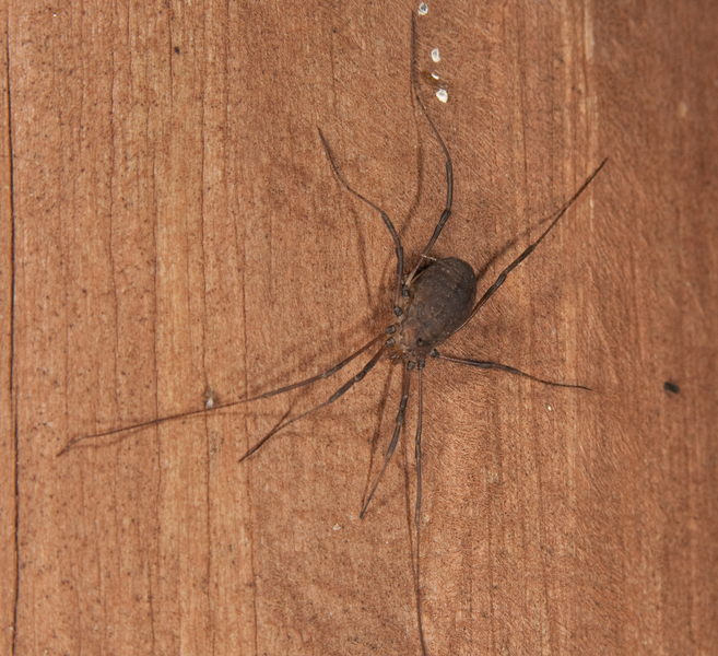 Arachnida