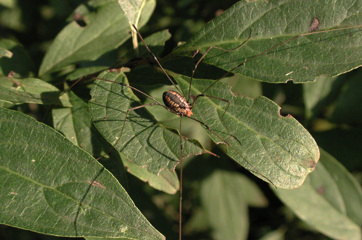 Photo of Opiliones