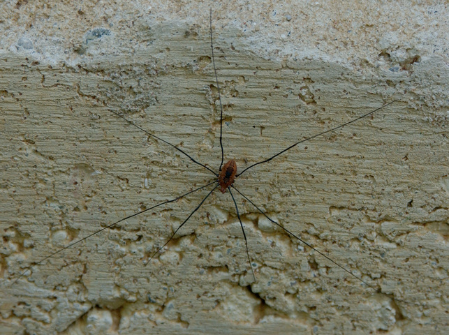 Photo of Opiliones