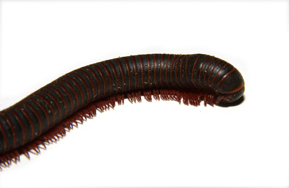 Myriapoda