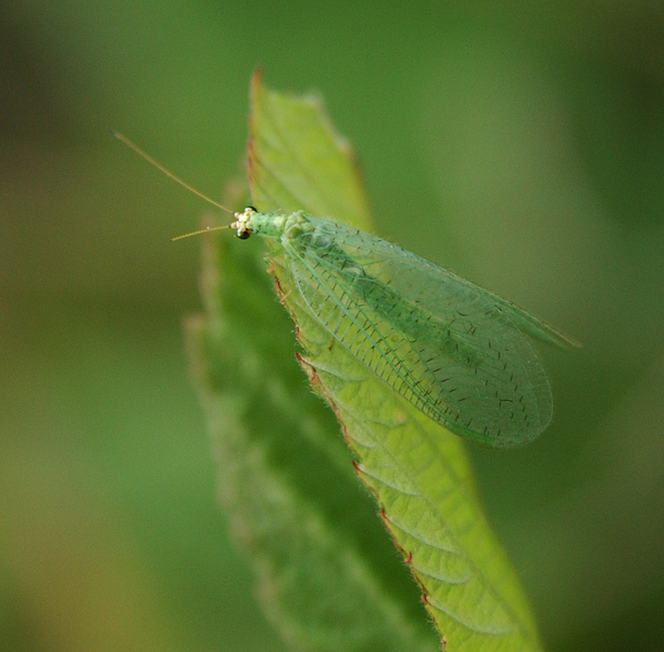 Eumetazoa