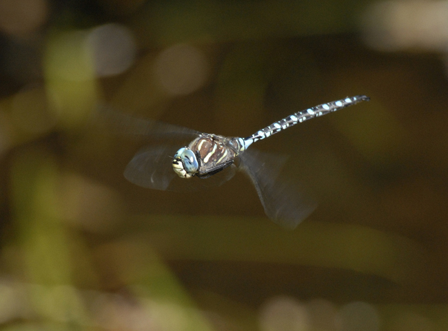 Photo of Aeshna constricta