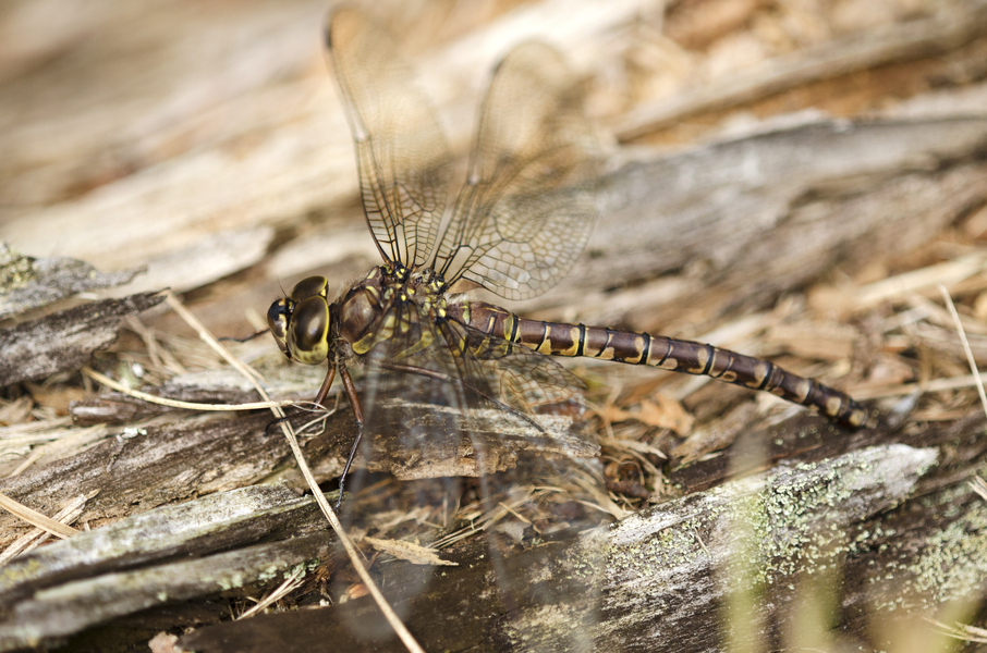 Aeshna canadensis